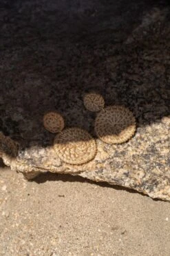 Natural Fabi Rattan Dangle Earrings